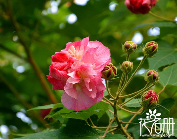 盆栽芙蓉怎么养，芙蓉花养殖方法和注意事项