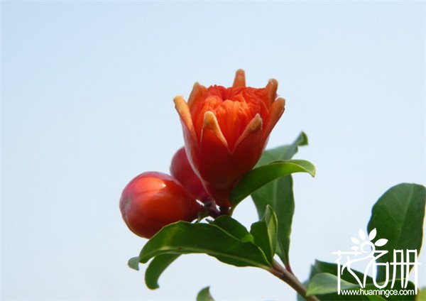 西安市花是什么花，代表无私与付出的石榴花