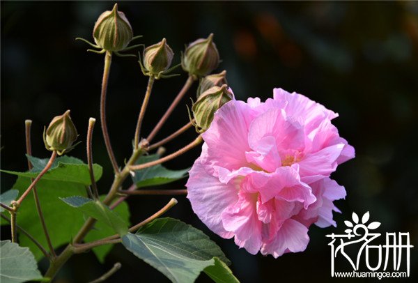 芙蓉花怎样繁殖，芙蓉花的四种繁殖方法(扦插/压条/分株/播种)