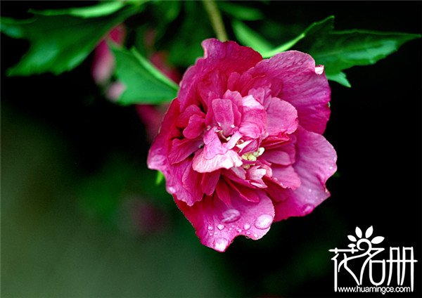 芙蓉花怎样繁殖，芙蓉花的四种繁殖方法(扦插/压条/分株/播种)