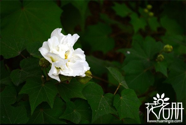 芙蓉花的功效与作用，芙蓉花的五大功效与作用