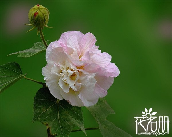 芙蓉花什么时候开，有稳定的生长环境可全年开花（盛花期8-10月）