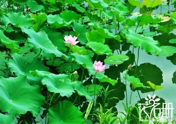 济南市花是什么花，象征着高洁的荷花