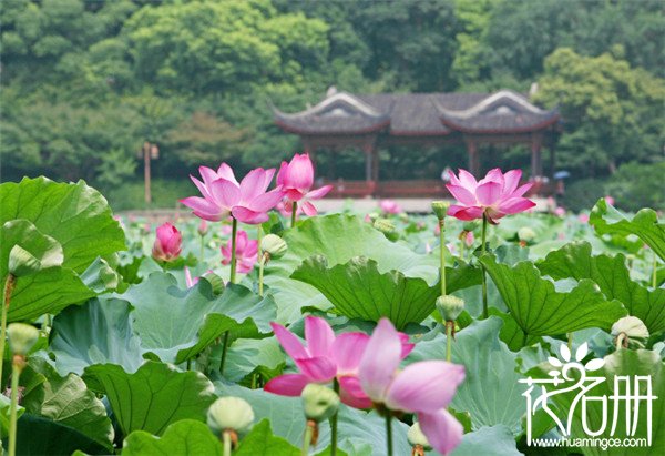 济南市花是什么花，象征着高洁的荷花