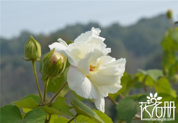 芙蓉花叶子黄了怎么办，芙蓉花叶子枯萎怎么办