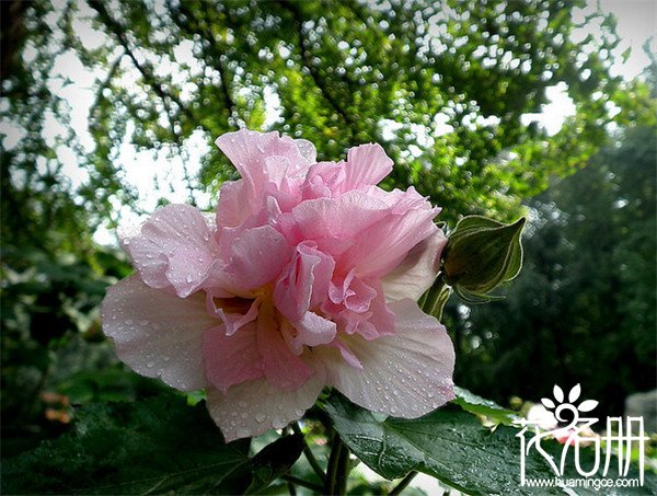 芙蓉花叶子黄了怎么办，芙蓉花叶子枯萎怎么办