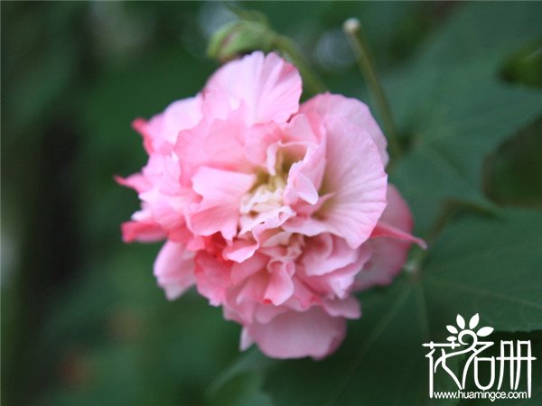 芙蓉花叶子黄了怎么办，芙蓉花叶子枯萎怎么办