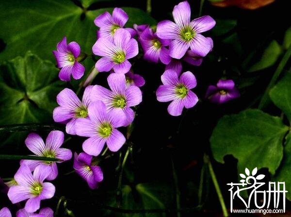 什么花一年四季都开花，十种四季都开花的盆栽花卉