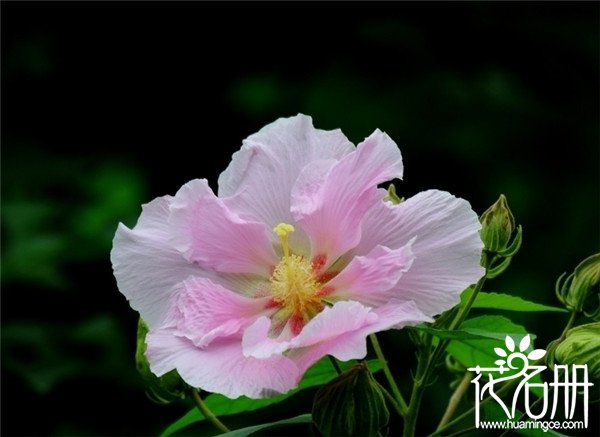 芙蓉花象征什么，芙蓉花的五种象征意义