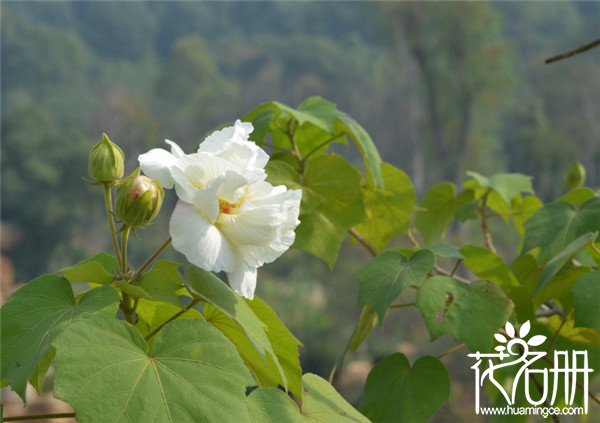 芙蓉花象征什么，芙蓉花的五种象征意义