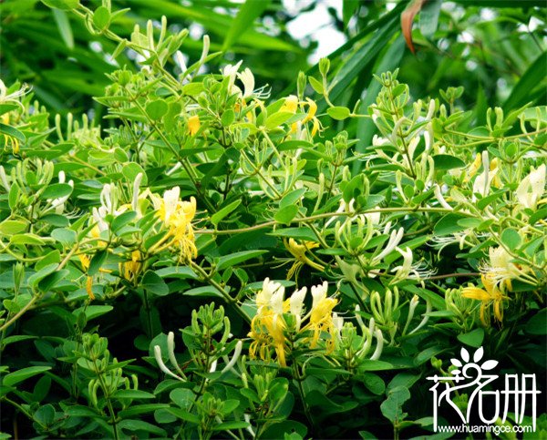 2018年金银花种植前景如何，可以说是小投资大回报