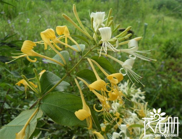 金银花什么时候种植，金银花的种植方法和注意事项