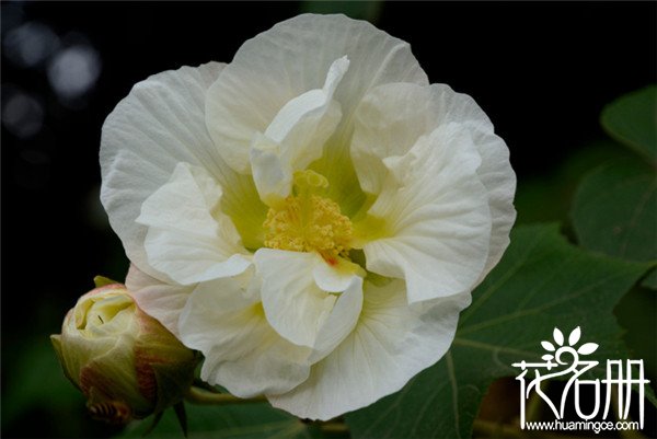 芙蓉花有几种颜色，常见芙蓉花有五大色系