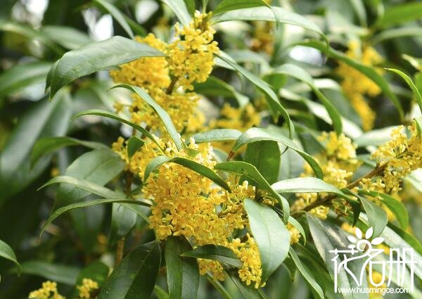 九月开什么花，九月的代表花卉是菊花