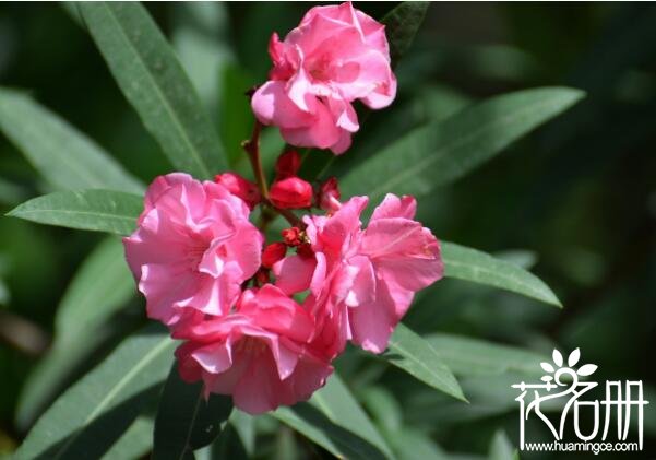 九月开什么花，九月的代表花卉是菊花