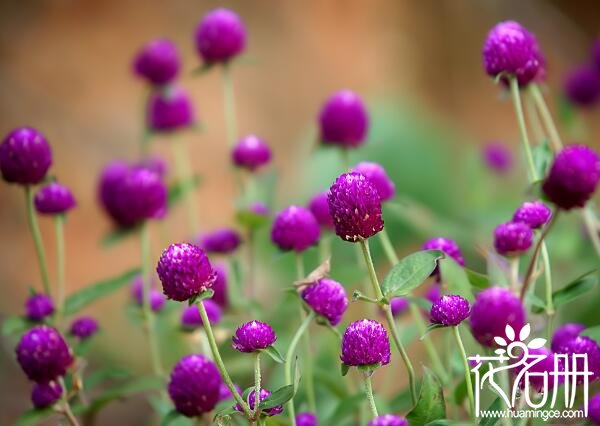 九月开什么花，九月的代表花卉是菊花