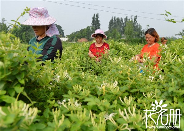 金银花树什么时候剪枝，春季和冬季剪枝最好