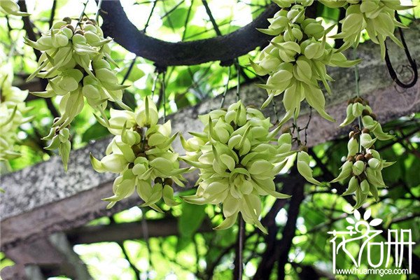 禾雀花有毒吗，禾雀花能在室内养殖吗(种子有微毒花没毒)