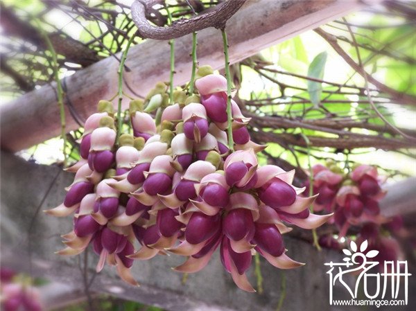 禾雀花有毒吗，禾雀花能在室内养殖吗(种子有微毒花没毒)