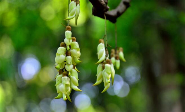 禾雀花什么时候开，禾雀花的花期在3-4月中旬(花期40天左右)