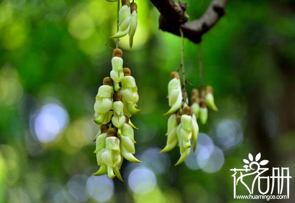 禾雀花怎么做好吃，禾雀花食用做法(做汤最鲜美)