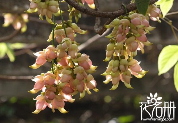 禾雀花怎么换盆，禾雀花换盆方法(要修剪根部)