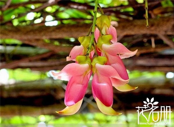 禾雀花怎么繁殖，禾雀花繁殖方法大全