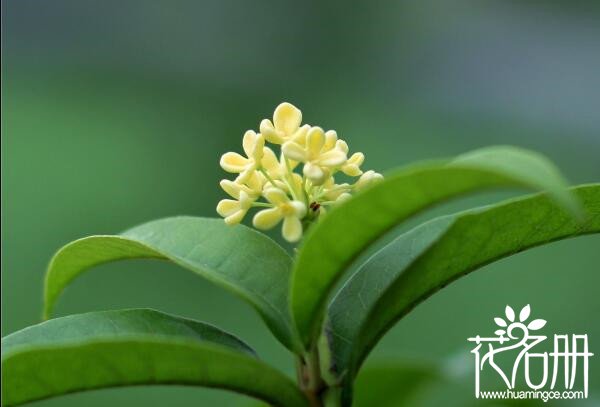 桂花可以水培生根吗，桂花树水培生根方法