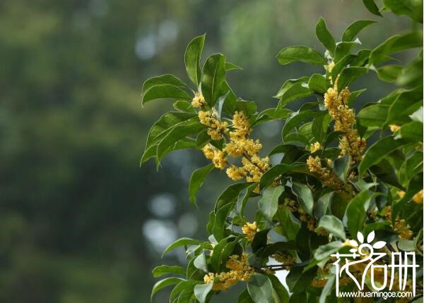 桂花什么时候移栽最好 桂花移栽技巧(六个关键点)