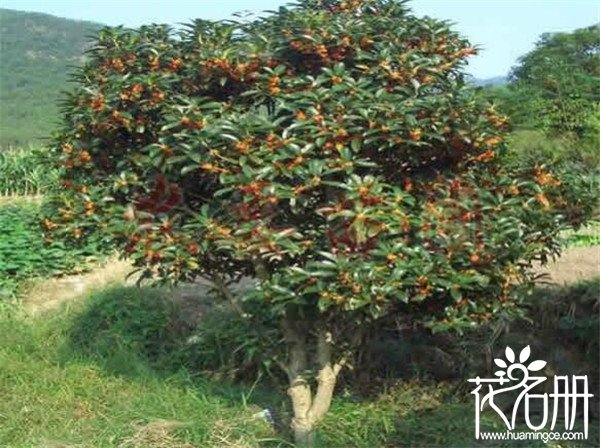 桂花什么时候移栽最好 桂花移栽技巧(六个关键点)