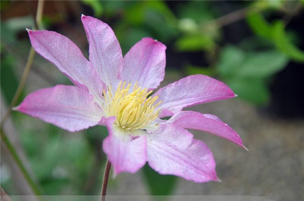 铁线莲几月开花 铁线莲花期时间6-9月(120天花期)