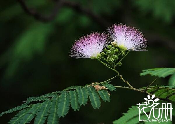 合欢花有毒吗:合欢花本身无毒(花粉可刺激呼吸道)