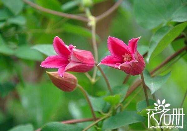 铁线莲如何施肥 铁线莲早花与晚花的施肥方法