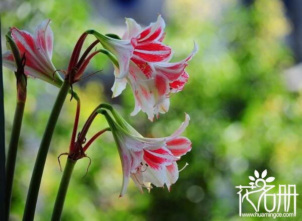 朱顶红怎么分雌雄花 朱顶红花不分雌雄(花蕊分雌雄)