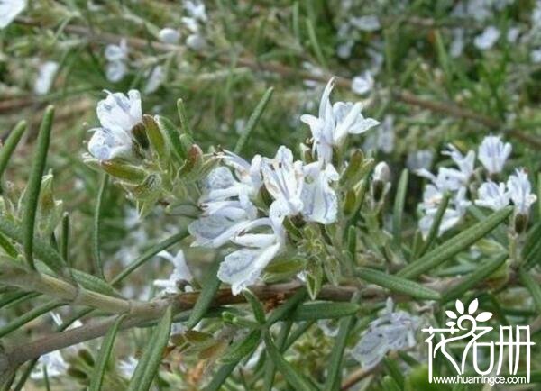 迷迭香有什么作用 迷迭香的功效与作用(消毒杀菌超有效)