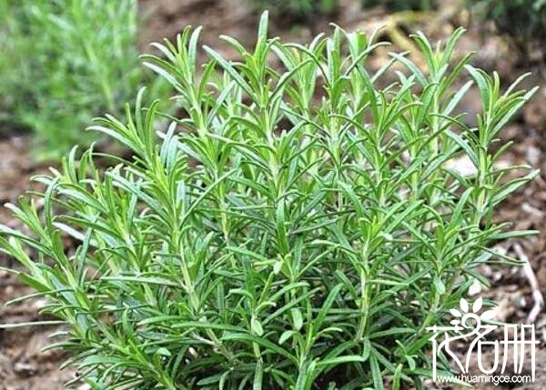 迷迭香什么味道 迷迭香花香浓郁(叶带茶香)