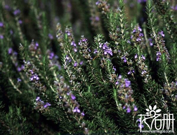 迷迭香什么味道 迷迭香花香浓郁(叶带茶香)