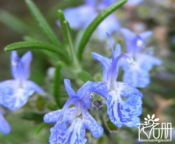 迷迭香什么味道 迷迭香花香浓郁(叶带茶香)