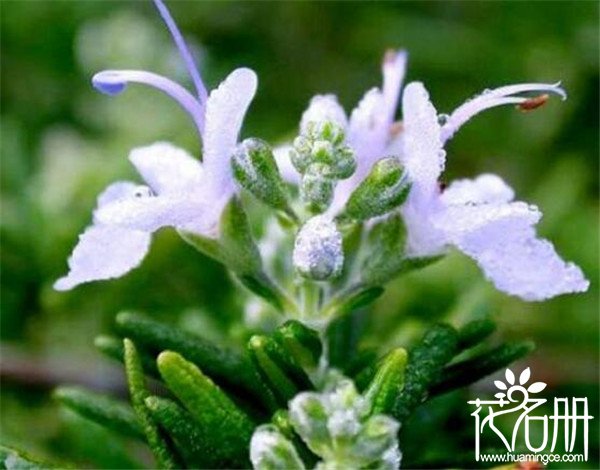 迷迭香什么味道 迷迭香花香浓郁(叶带茶香)