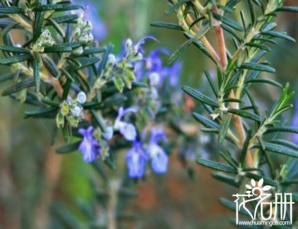 迷迭香什么味道 迷迭香花香浓郁(叶带茶香)