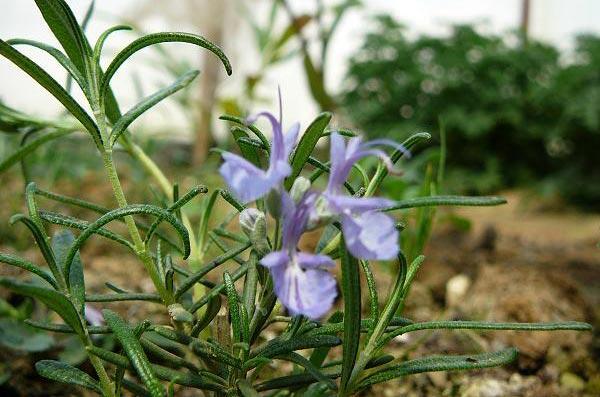 迷迭香什么味道 迷迭香花香浓郁(叶带茶香)