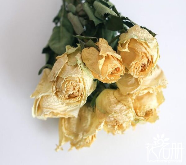 鲜玫瑰花怎么做成干花，玫瑰花变干花的5种小方法(简单易学)