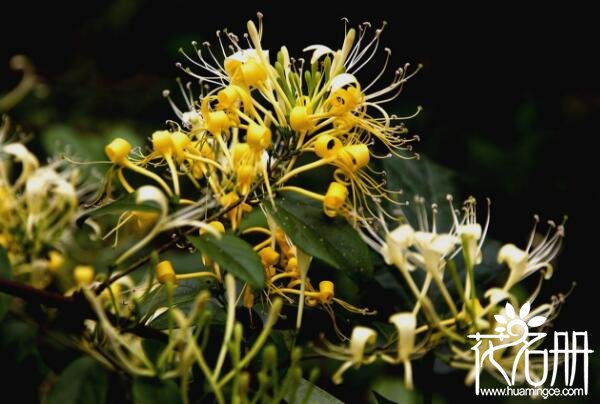 家里种金银花风水好吗，金银花寓意着散财败财(不适合家庭种植)