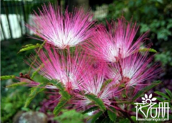 合欢花为什么叫苦情花 苦情花源自民间合欢花传说