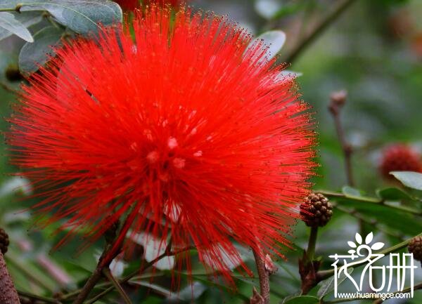 合欢花为什么叫苦情花 苦情花源自民间合欢花传说