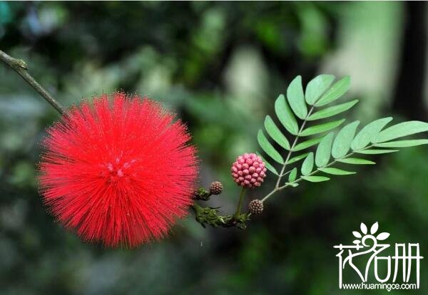 合欢花为什么叫苦情花 苦情花源自民间合欢花传说