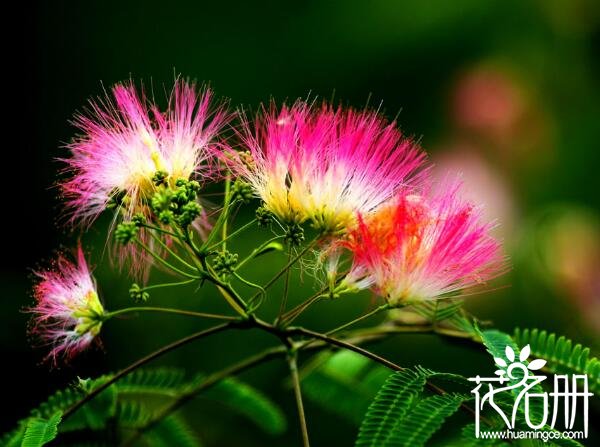 合欢花什么时候开 合欢花的花期时间6-7月(花期30天左右)