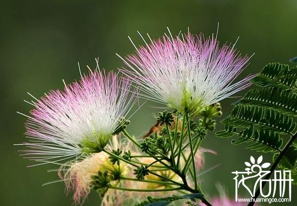 合欢花什么时候开 合欢花的花期时间6-7月(花期30天左右)