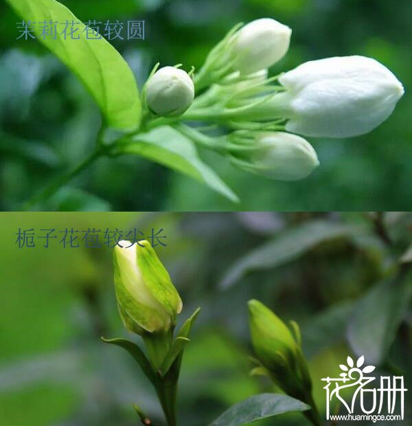 栀子花和茉莉的区别，6点区别分辨栀子花和茉莉花