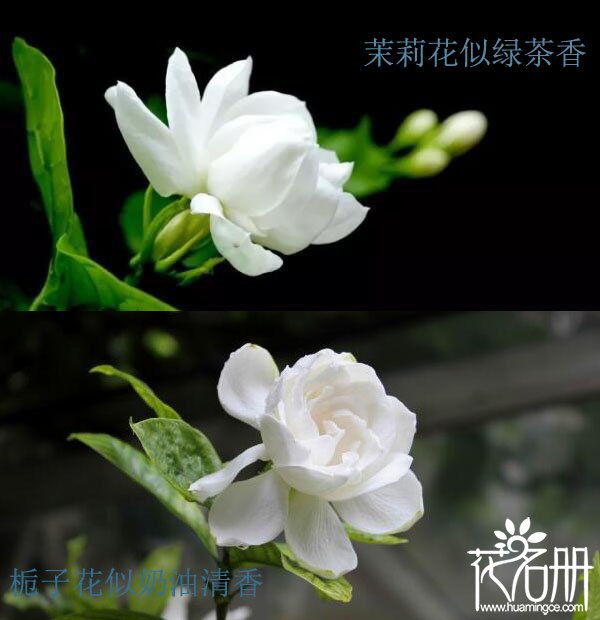 栀子花和茉莉的区别，6点区别分辨栀子花和茉莉花